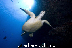 A green Turtle checking out divers by Barbara Schilling 